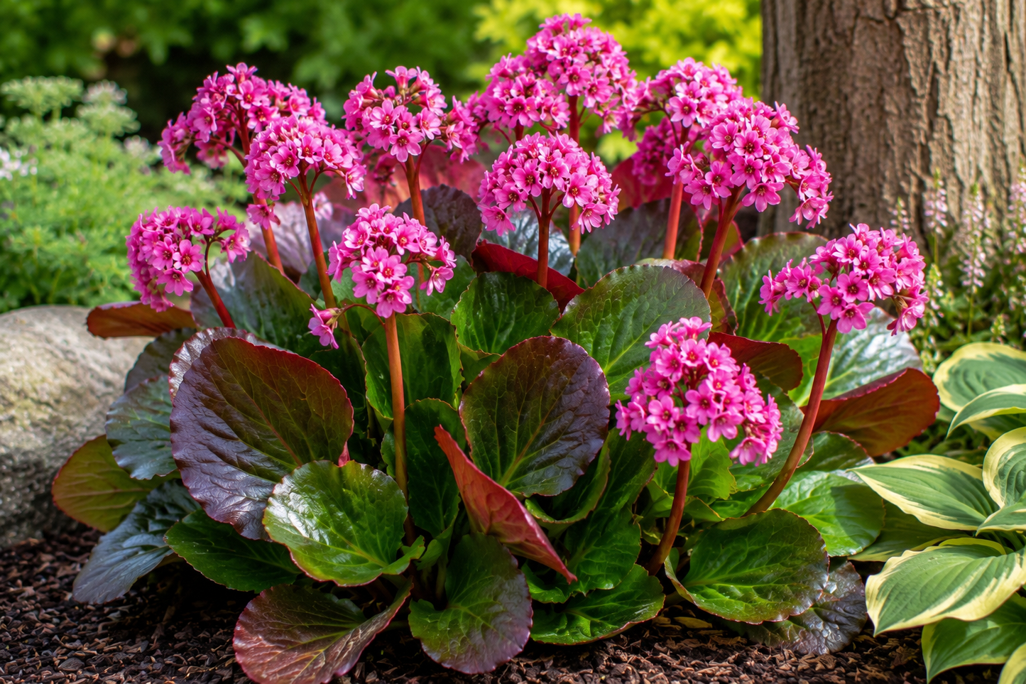 Bergenia cordifolia 'Winter Glow'