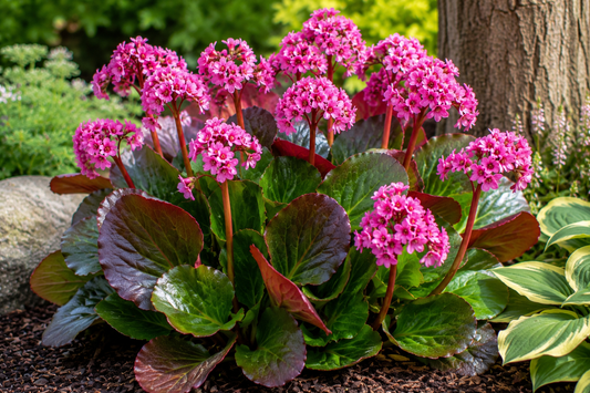 Bergenia cordifolia 'Winter Glow'