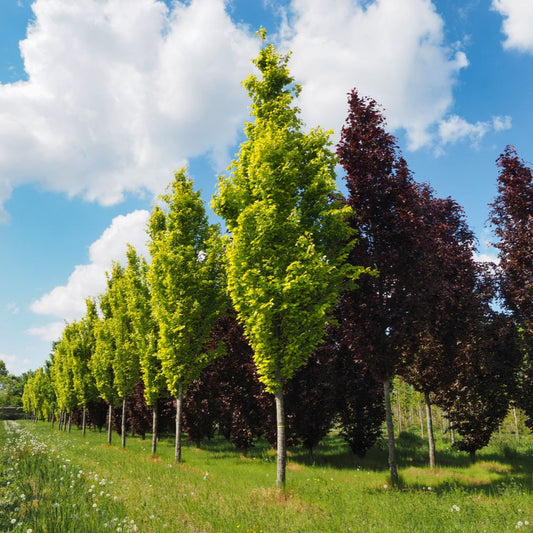 Fagus sylvatica 'Dawyck Gold'