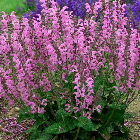 Salvia pratensis 'Moulin Rouge' (Fashionista)