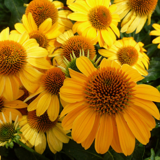 Echinacea Sombrero 'Granada Gold'