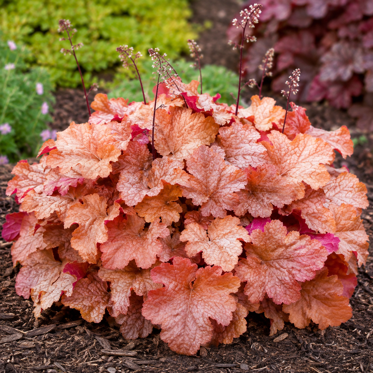 Heuchera 'Primo Peachberry Ice'