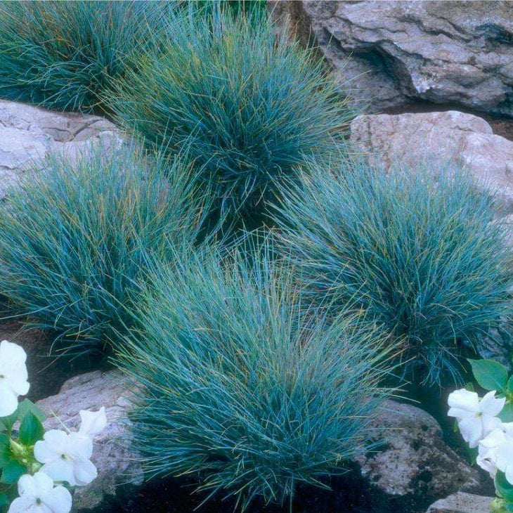 Festuca glauca 'Elijah Blue'