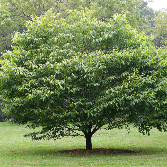 Carpinus caroliniana