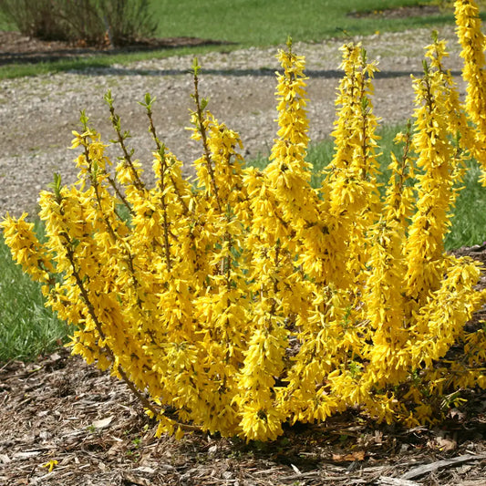 Forsythia 'Show Off Sugar Baby'