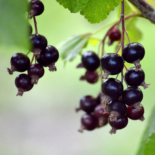 Ribes nigrum 'Consort' (biologique)