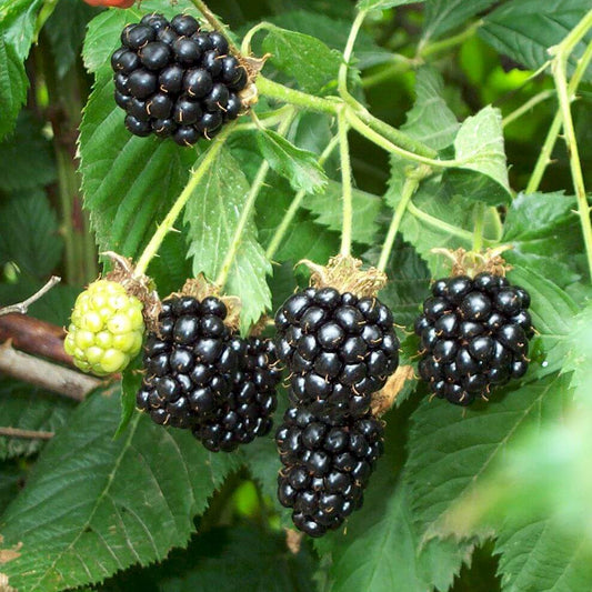 Rubus fruticosus 'Perron Noir' (biologique)