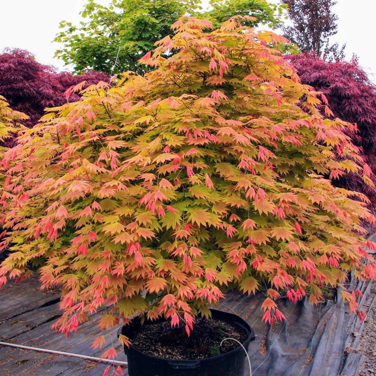 Acer shirasawanum 'Moonrise'