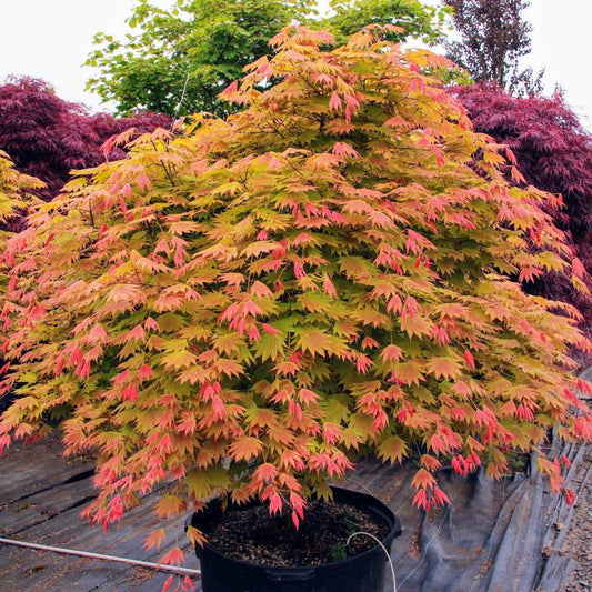 Acer shirasawanum 'Moonrise'