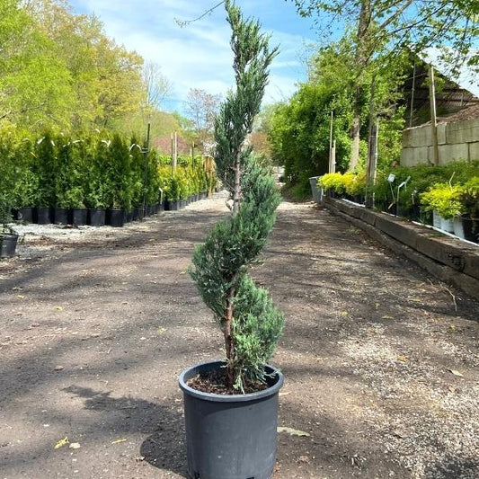 Juniperus scopulorum 'MoonGlow' (Spirale)