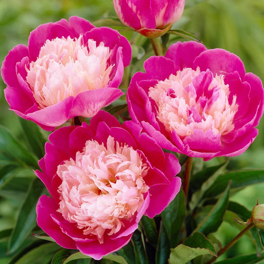 Paeonia 'Gay Paree'