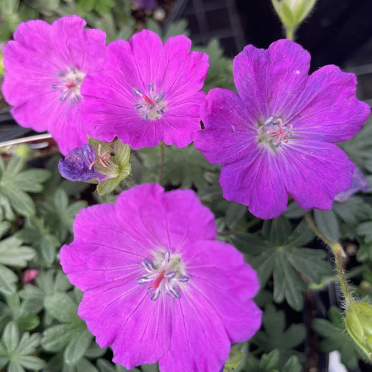 Geranium sanguineum 'Max Frei'