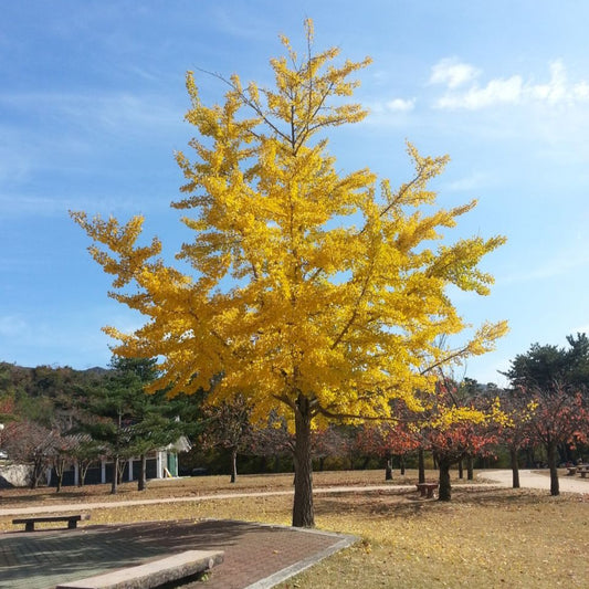 Ginkgo biloba 'Princeton Sentry'