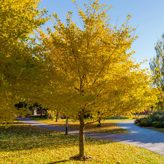 Ginkgo biloba