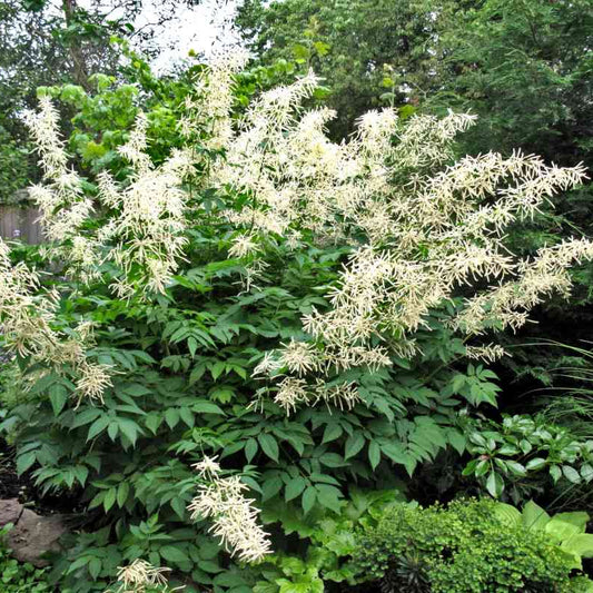 Aruncus dioicus (A. sylvestris)