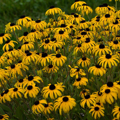 Rudbeckia fulgida 'Goldblitz'