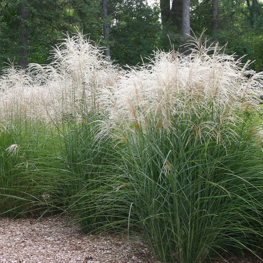 Miscanthus sinensis 'Graziella'