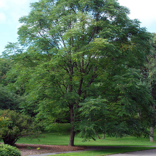 Gymnocladus  dioicus 'Espresso'