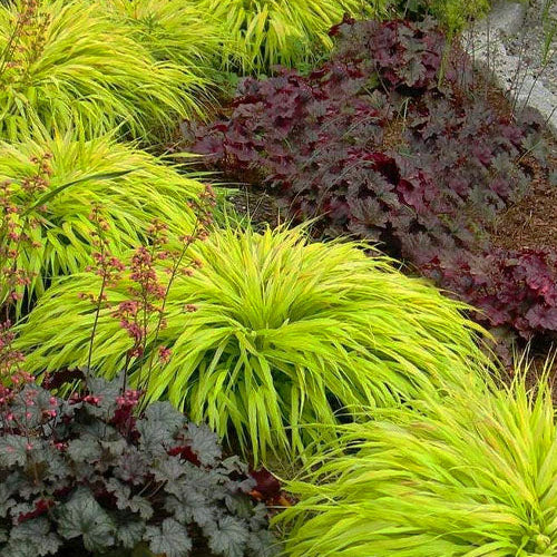 Hakonechloa macra 'All Gold'
