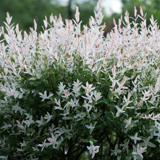 Salix integra 'Hakuro-nishiki'