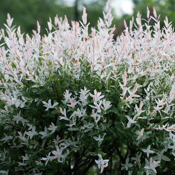 Hakuro Rice Salix integra 'Hakuro-Nishiki' (sur tige) – www.jardinexpress.ca