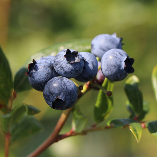 Vaccinium corymbosum 'Cabernet Splash' (biologique)