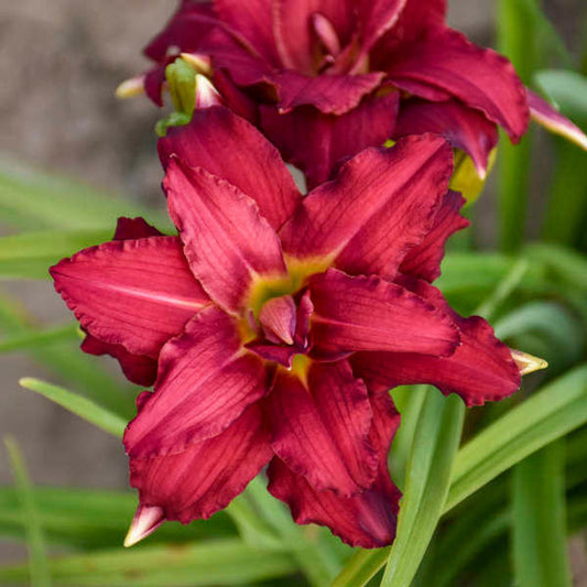 Hemerocallis 'Double Pardon Me'