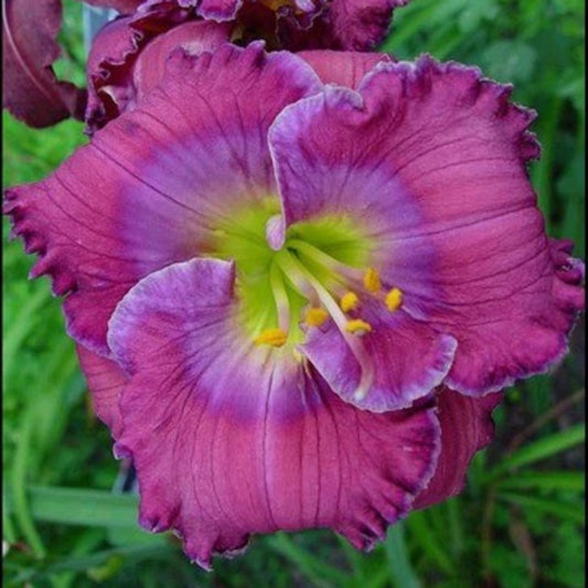 Hemerocallis 'Lavender Blue Baby'