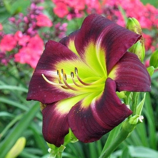 Hemerocallis 'Night Beacon'