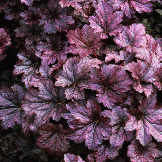 Heuchera micrantha 'Palace Purple'