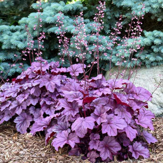 Heuchera Pink Panther