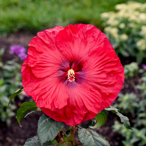 Hibiscus Summerific 'Valentines Crush'