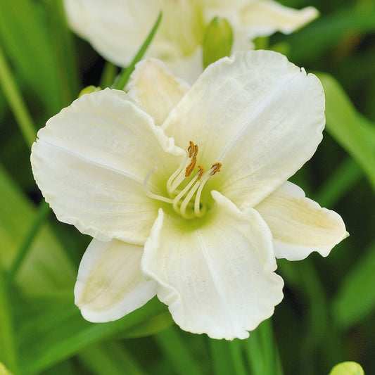 Hemerocallis 'White Temptation'