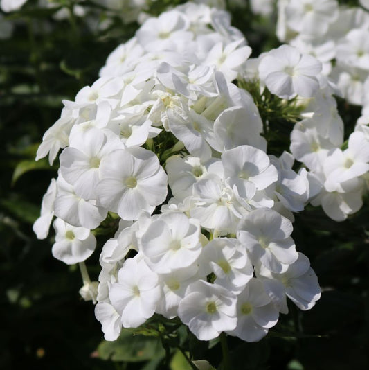 Phlox paniculata 'Younique White'