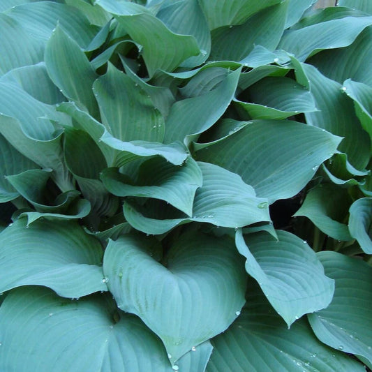 Hosta 'Big Mama'
