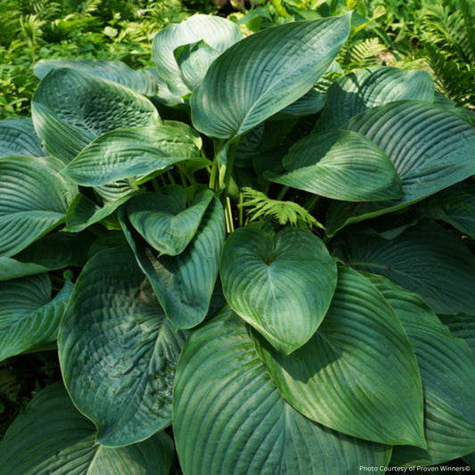 Hosta 'Empress Wu'