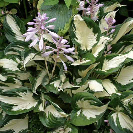 Hosta 'Fire and Ice'