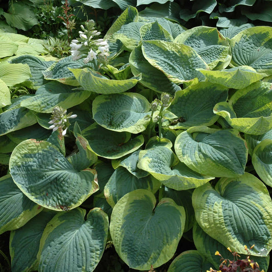 Hosta sieboldiana 'Frances Williams'