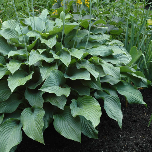 Hosta 'Krossa Regal'