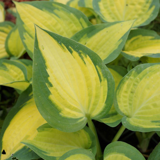 Hosta 'Orange Marmalade'