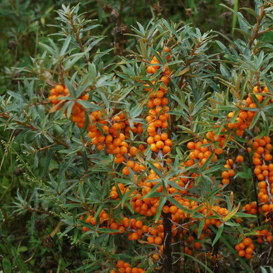 Hippophae rhamnoides 'Orange Russian'