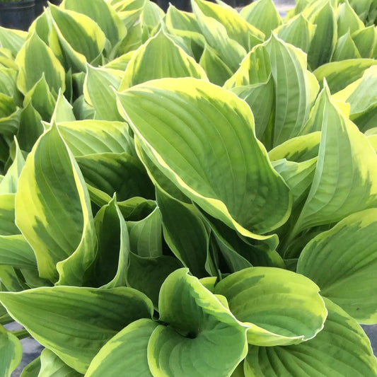 Hosta 'Fortunei Aureomarginata'