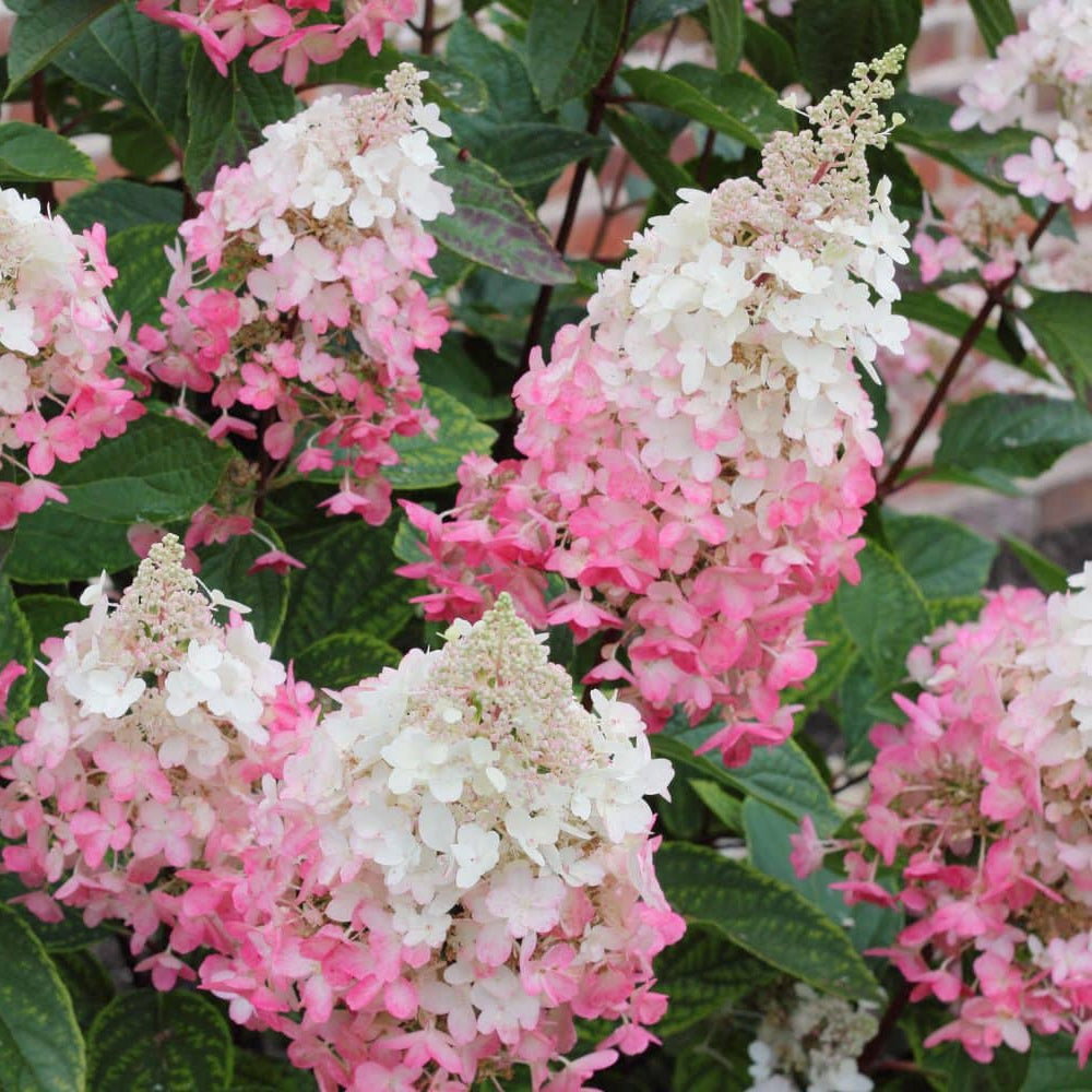 Hydrangea paniculata 'Pinky Winky' (sur tige)