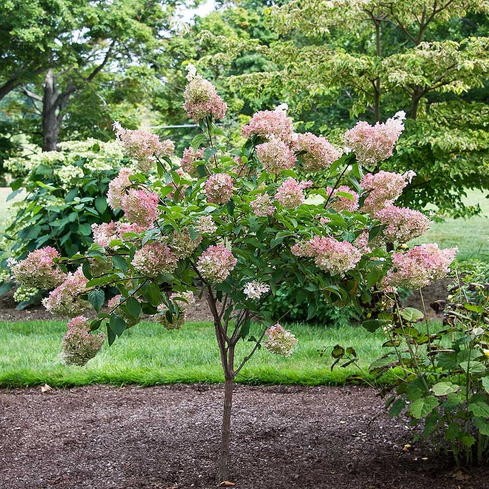 Hydrangea paniculata 'Vanille Fraise' (sur tige)