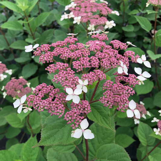 Hydrangea arborescens 'Invicibelle Lace'