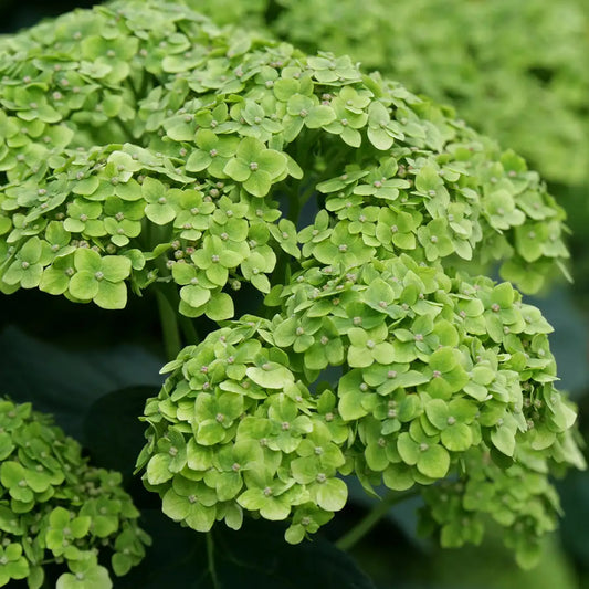Hydrangea arborescens 'Incivibelle Sublime'