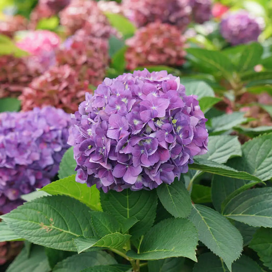 Hydrangea macrophylla 'Let's Dance Arriba'