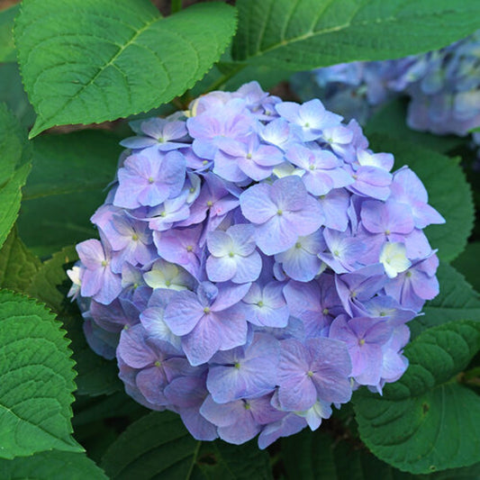 Hydrangea macrophylla 'Let's Dance Sky View'