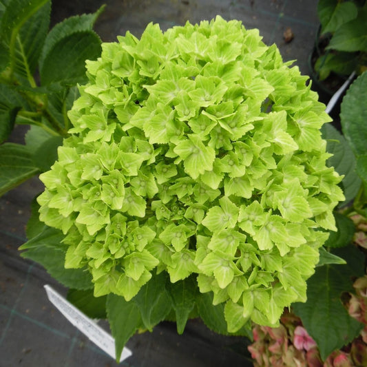 Hydrangea macrophylla 'Magical Green Cloud'