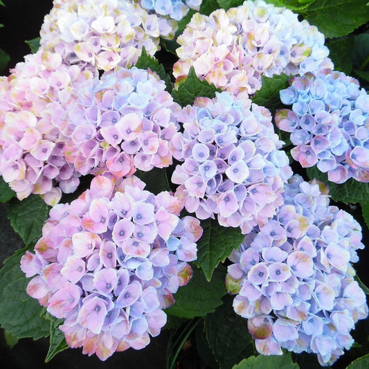 Hydrangea macrophylla 'Magical Revolution'